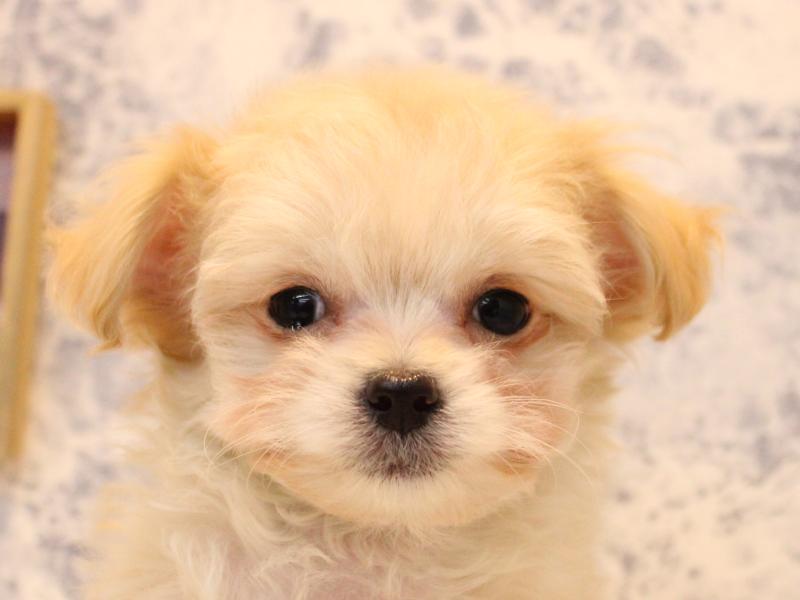 青森県のチワプー/プーチー(チワワ×プードル) (ワンラブエルムの街店/2025年10月16日生まれ/女の子/クリーム)の子犬