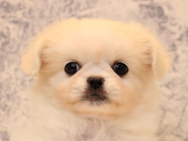 埼玉県のチワペキ/ペキチー/ペキチワ(チワワ×ペキニーズ) (ワンラブ埼玉寄居店/2025年10月13日生まれ/女の子/ホワイトクリーム)の子犬の1枚目の画像