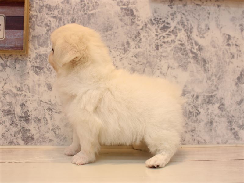 埼玉県のチワペキ/ペキチー/ペキチワ(チワワ×ペキニーズ) (ワンラブ埼玉寄居店/2025年10月13日生まれ/女の子/ホワイトクリーム)の子犬の3枚目の画像