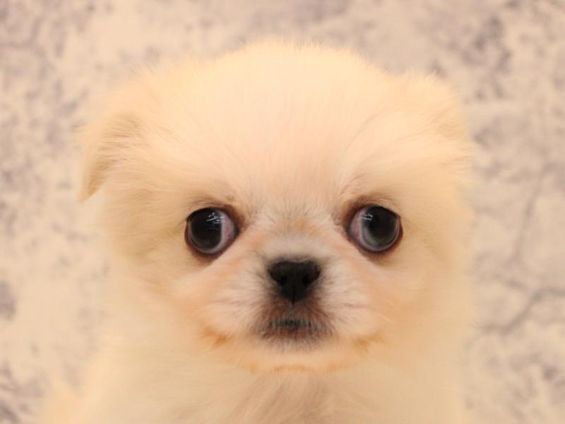 神奈川県のチワペキ/ペキチー/ペキチワ(チワワ×ペキニーズ) (ワンラブLICOPA 川崎店/2025年10月13日生まれ/女の子/ホワイトクリーム)の子犬の1枚目の画像