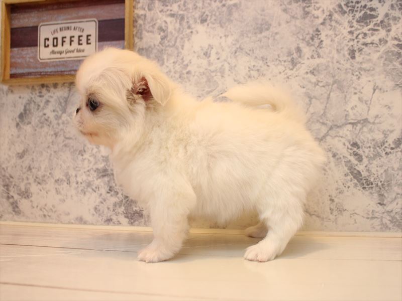 神奈川県のチワペキ/ペキチー/ペキチワ(チワワ×ペキニーズ) (ワンラブLICOPA 川崎店/2025年10月13日生まれ/女の子/ホワイトクリーム)の子犬の3枚目の画像