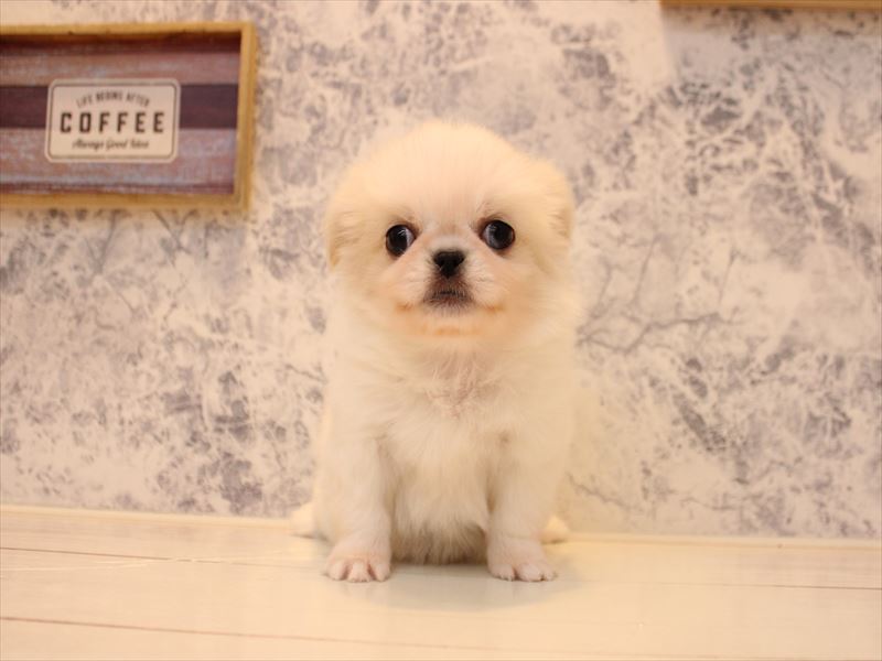 神奈川県のチワペキ/ペキチー/ペキチワ(チワワ×ペキニーズ) (ワンラブLICOPA 川崎店/2025年10月13日生まれ/女の子/ホワイトクリーム)の子犬の2枚目の画像