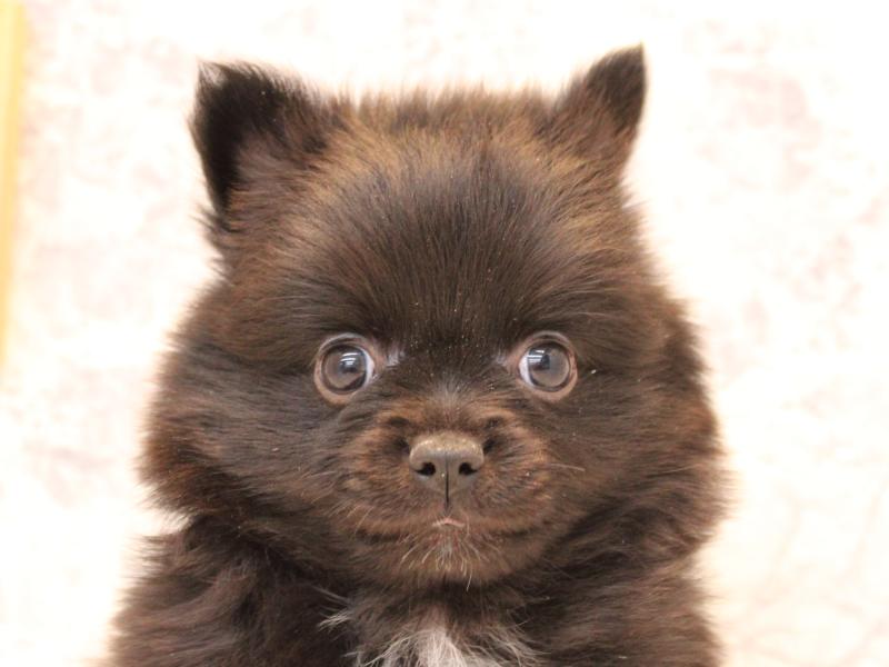 東京都のポメチワ/チワポメ/ポメチー(ポメラニアン×チワワ) (ワンラブ有明ガーデン東京本店/2025年10月18日生まれ/男の子/ブラック)の子犬の1枚目の画像