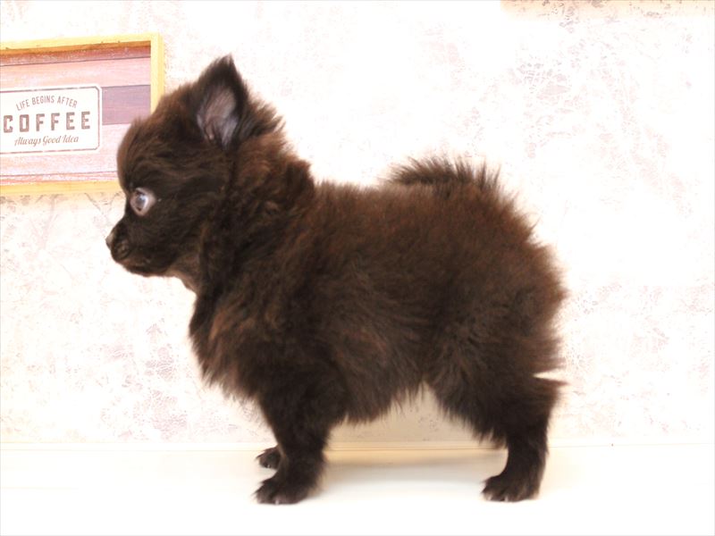 東京都のポメチワ/チワポメ/ポメチー(ポメラニアン×チワワ) (ワンラブ有明ガーデン東京本店/2025年10月18日生まれ/男の子/ブラック)の子犬の3枚目の画像