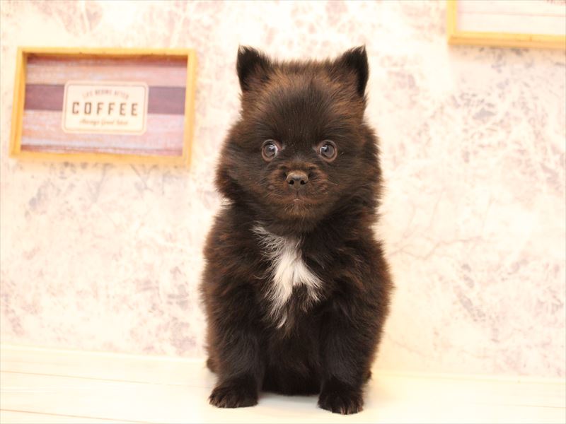 東京都のポメチワ/チワポメ/ポメチー(ポメラニアン×チワワ) (ワンラブ有明ガーデン東京本店/2025年10月18日生まれ/男の子/ブラック)の子犬の2枚目の画像