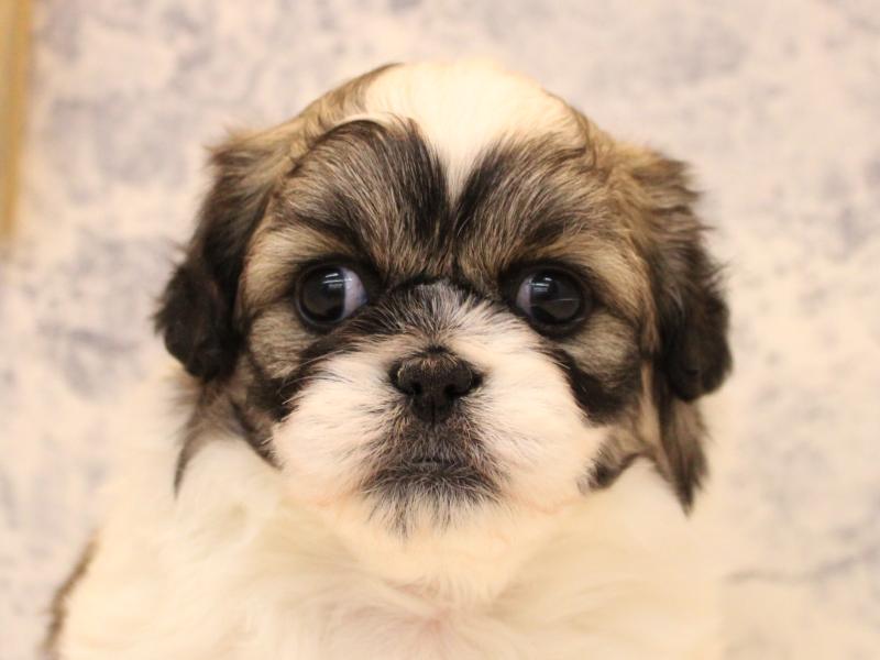 神奈川県のハーフ犬・ミックス犬 (ワンラブLICOPA 川崎店/2025年10月19日生まれ/女の子/パーティーカラー)の子犬の1枚目の画像