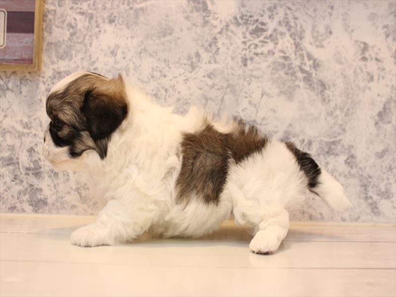 神奈川県のハーフ犬・ミックス犬 (ワンラブLICOPA 川崎店/2025年10月19日生まれ/女の子/パーティーカラー)の子犬の3枚目の画像