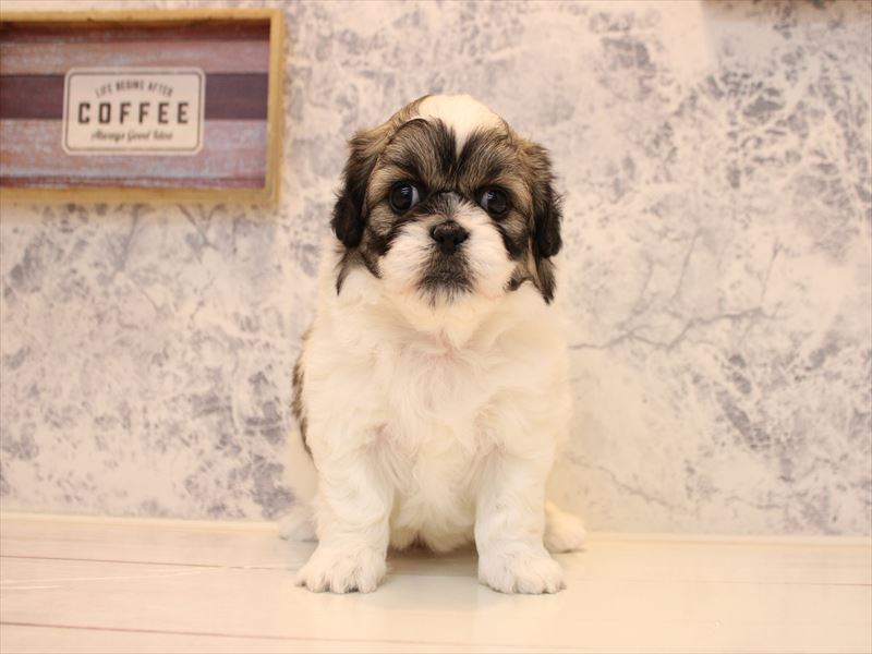 神奈川県のハーフ犬・ミックス犬 (ワンラブLICOPA 川崎店/2025年10月19日生まれ/女の子/パーティーカラー)の子犬の2枚目の画像