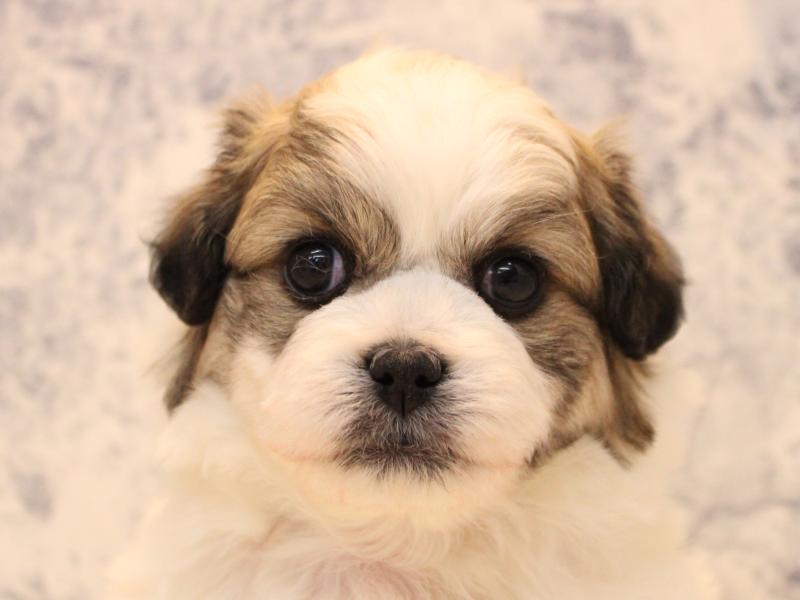 東京都のハーフ犬・ミックス犬 (ワンラブイーアス高尾店/2025年10月19日生まれ/男の子/パーティーカラー)の子犬の1枚目の画像