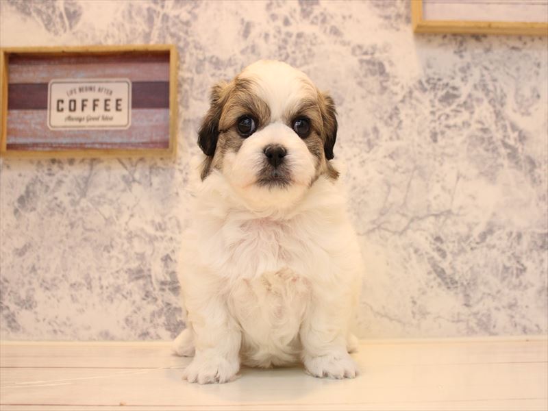 東京都のハーフ犬・ミックス犬 (ワンラブイーアス高尾店/2025年10月19日生まれ/男の子/パーティーカラー)の子犬の2枚目の画像