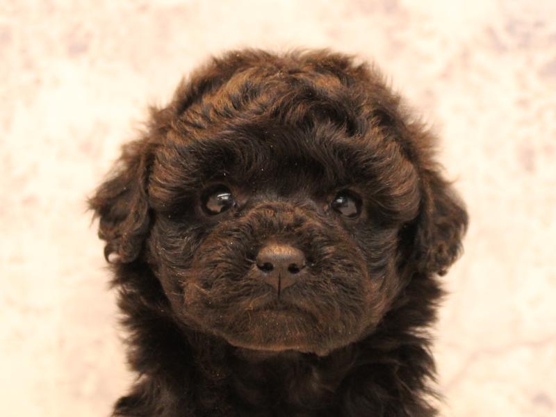 埼玉県のトイプードル(トイ) (ワンラブアリオ川口店/2025年10月18日生まれ/女の子/ブラック)の子犬