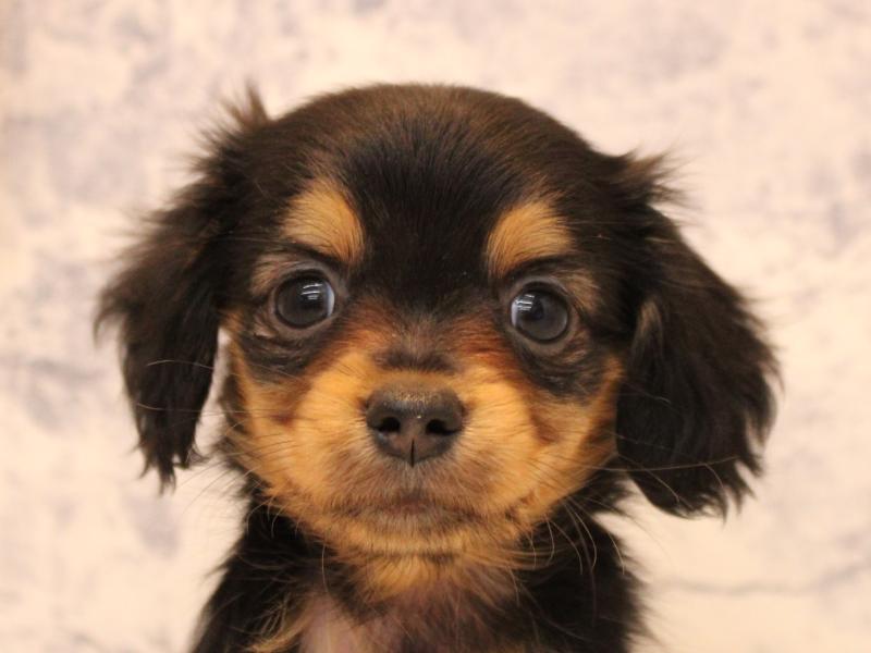 青森県のチワックス(チワワ×ダックス) (ワンラブエルムの街店/2025年10月20日生まれ/女の子/ブラックタン)の子犬