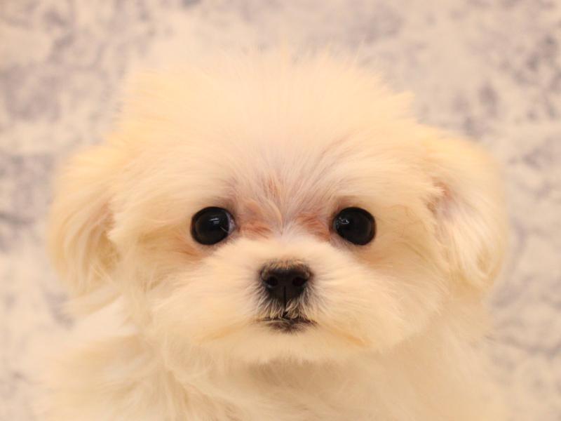 埼玉県のマルチーズ (ワンラブ西武所沢ワルツ店/2025年10月19日生まれ/女の子/ホワイト)の子犬