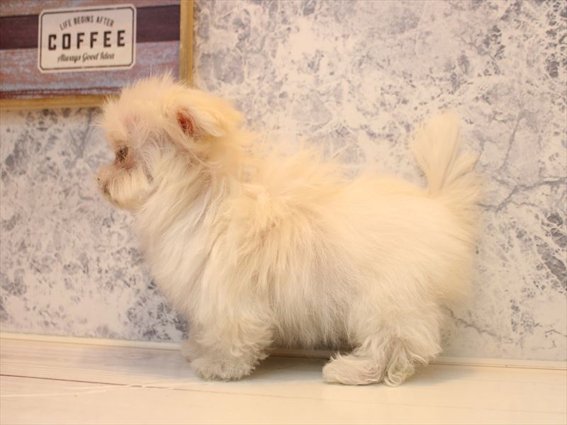 埼玉県のマルチーズ (ワンラブ西武所沢ワルツ店/2025年10月19日生まれ/女の子/ホワイト)の子犬の3枚目の画像