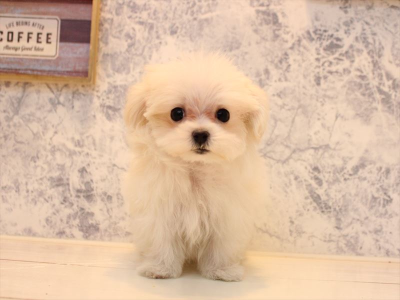 埼玉県のマルチーズ (ワンラブ西武所沢ワルツ店/2025年10月19日生まれ/女の子/ホワイト)の子犬の2枚目の画像