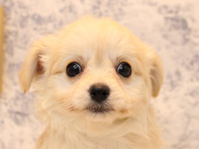 福岡県のチワプー/プーチー(チワワ×プードル) (ワンラブイオン戸畑店/2025年10月15日生まれ/男の子/ホワイト)の子犬