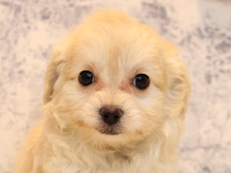 埼玉県のチワプー/プーチー(チワワ×プードル) (ワンラブ埼玉寄居店/2025年10月15日生まれ/女の子/ホワイト)の子犬の1枚目の画像