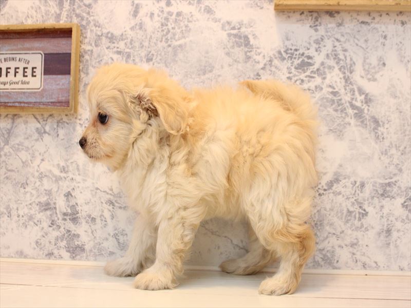 埼玉県のチワプー/プーチー(チワワ×プードル) (ワンラブ埼玉寄居店/2025年10月15日生まれ/女の子/ホワイト)の子犬の3枚目の画像