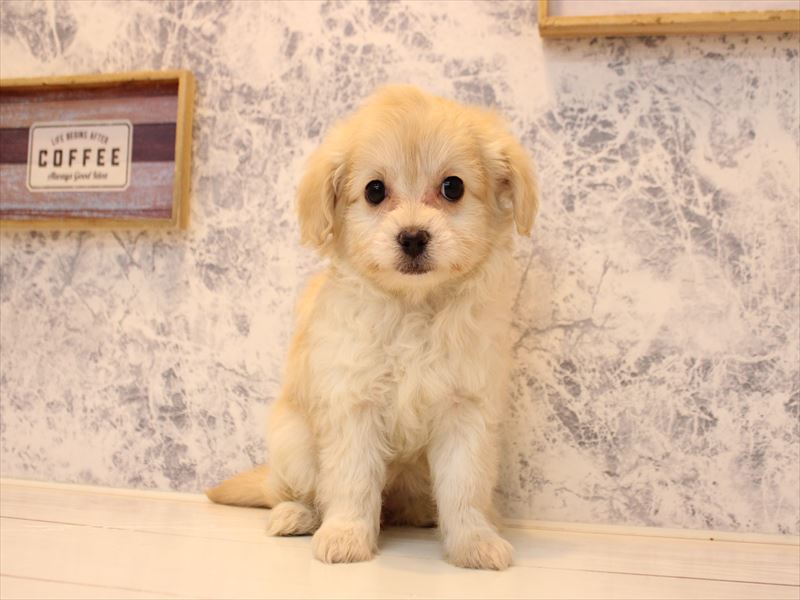 埼玉県のチワプー/プーチー(チワワ×プードル) (ワンラブ埼玉寄居店/2025年10月15日生まれ/女の子/ホワイト)の子犬の2枚目の画像