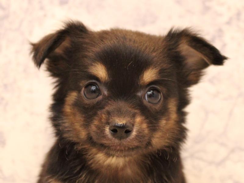 神奈川県のチワプー/プーチー(チワワ×プードル) (ワンラブカインズ三浦店/2025年10月15日生まれ/男の子/ブラックタン)の子犬の1枚目の画像