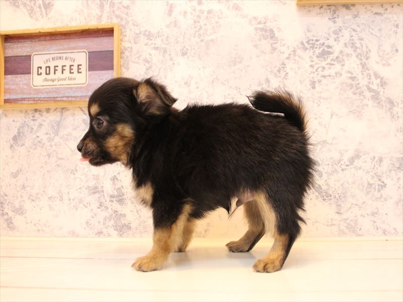 神奈川県のチワプー/プーチー(チワワ×プードル) (ワンラブカインズ三浦店/2025年10月15日生まれ/男の子/ブラックタン)の子犬の3枚目の画像