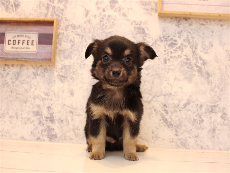 神奈川県のチワプー/プーチー(チワワ×プードル) (ワンラブカインズ三浦店/2025年10月15日生まれ/男の子/ブラックタン)の子犬の2枚目の画像