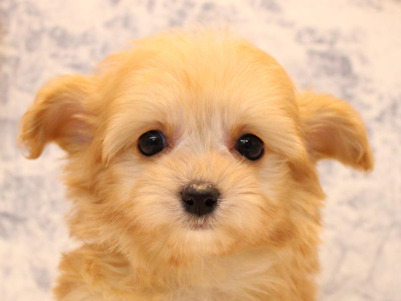 山形県のチワプー/プーチー(チワワ×プードル) (ワンラブイオンモール三川店/2025年10月15日生まれ/男の子/レッド)の子犬の1枚目の画像