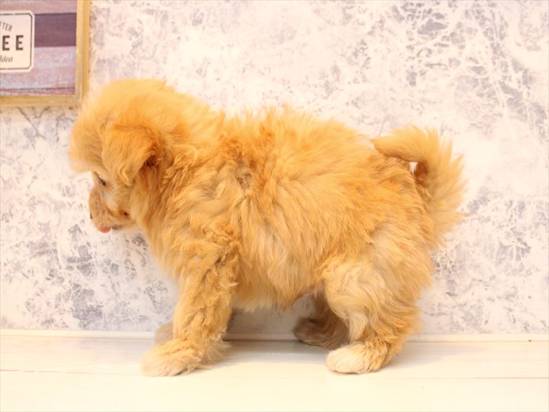 山形県のチワプー/プーチー(チワワ×プードル) (ワンラブイオンモール三川店/2025年10月15日生まれ/男の子/レッド)の子犬の3枚目の画像