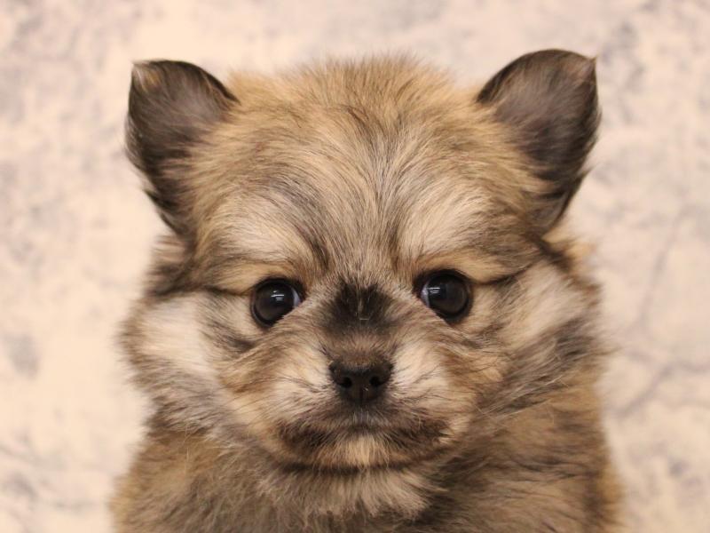 神奈川県のポメチワ/チワポメ/ポメチー(ポメラニアン×チワワ) (ワンラブLICOPA 川崎店/2025年10月19日生まれ/男の子/フォーン)の子犬の1枚目の画像