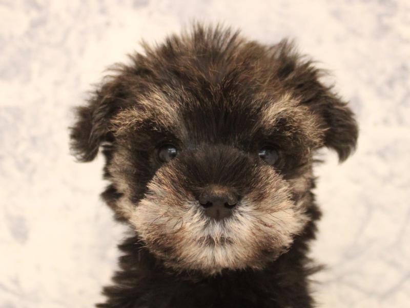 山形県のミニチュアシュナウザー (ワンラブイオンモール三川店/2025年10月19日生まれ/女の子/ソルトペッパー)の子犬の1枚目の画像