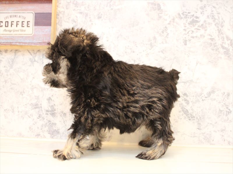 山形県のミニチュアシュナウザー (ワンラブイオンモール三川店/2025年10月19日生まれ/女の子/ソルトペッパー)の子犬の3枚目の画像