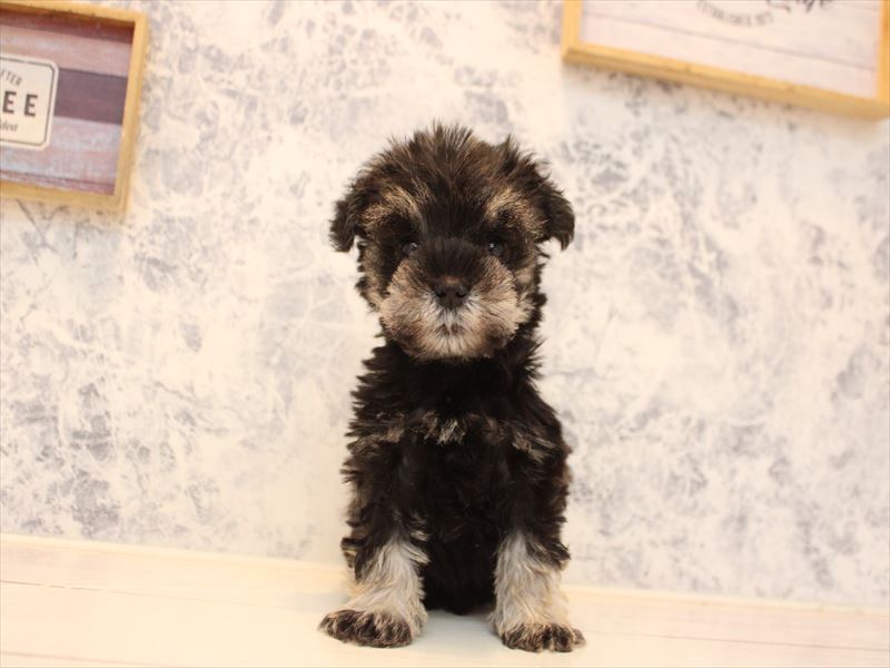 山形県のミニチュアシュナウザー (ワンラブイオンモール三川店/2025年10月19日生まれ/女の子/ソルトペッパー)の子犬の2枚目の画像