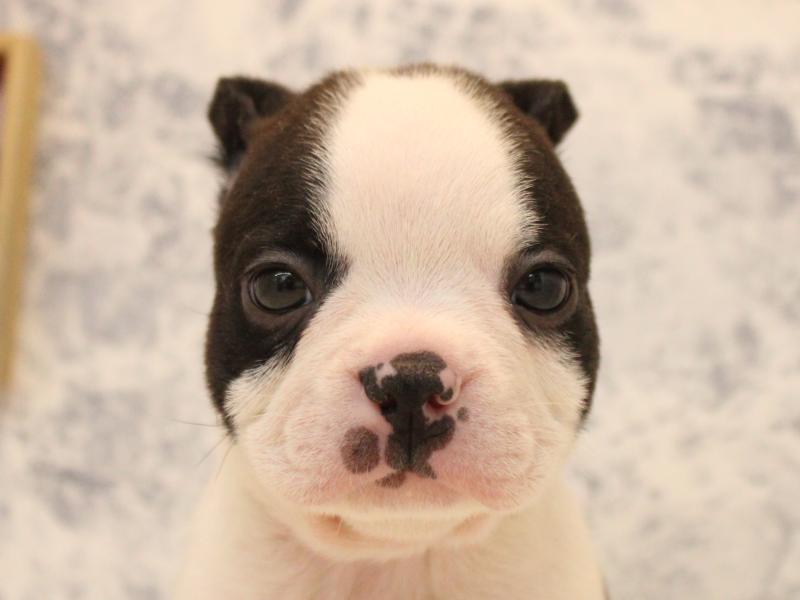 青森県のボストンテリア (ワンラブエルムの街店/2025年10月20日生まれ/男の子/ボストンカラー)の子犬