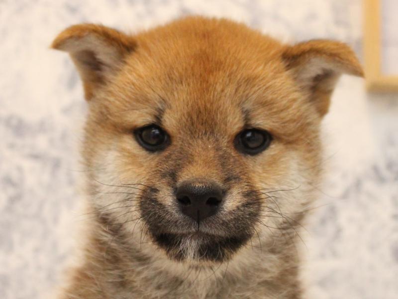 東京都の柴犬(標準サイズ) (ワンラブカインズ昭島店/2025年10月13日生まれ/女の子/赤)の子犬の1枚目の画像