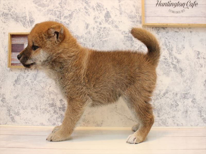 東京都の柴犬(標準サイズ) (ワンラブカインズ昭島店/2025年10月13日生まれ/女の子/赤)の子犬の3枚目の画像