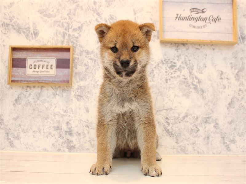 東京都の柴犬(標準サイズ) (ワンラブカインズ昭島店/2025年10月13日生まれ/女の子/赤)の子犬の2枚目の画像