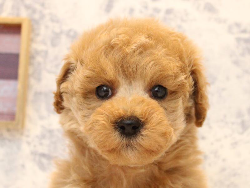 神奈川県のトイプードル(トイ) (ワンラブカインズ三浦店/2025年10月20日生まれ/女の子/アプリコット)の子犬の1枚目の画像