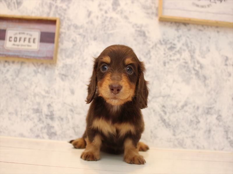 山形県のミニチュアダックスフンド(ロング) (ワンラブイオンモール三川店/2025年10月20日生まれ/女の子/チョコレートタン)の子犬の2枚目の画像