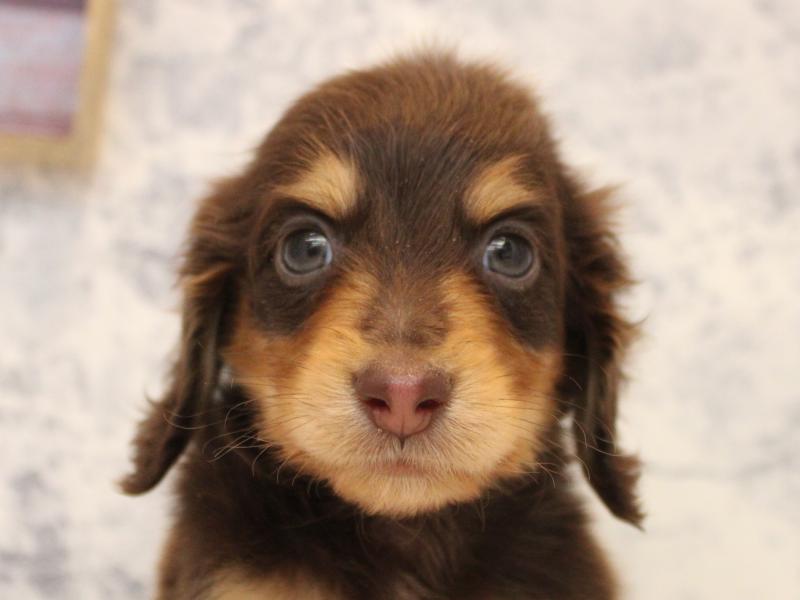 神奈川県のミニチュアダックスフンド(ロング) (ワンラブカインズ三浦店/2025年10月20日生まれ/男の子/チョコレートタン)の子犬の1枚目の画像