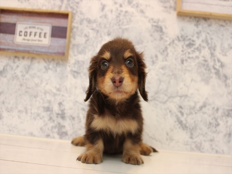 神奈川県のミニチュアダックスフンド(ロング) (ワンラブカインズ三浦店/2025年10月20日生まれ/男の子/チョコレートタン)の子犬の2枚目の画像