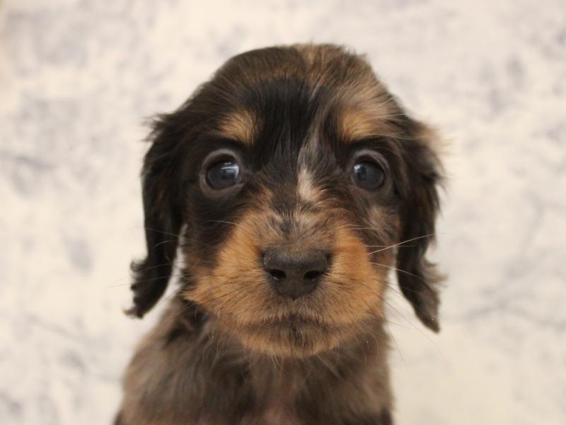 東京都のミニチュアダックスフンド(ロング) (ワンラブららぽーと立川立飛店/2025年10月19日生まれ/女の子/シルバーダップル)の子犬の1枚目の画像