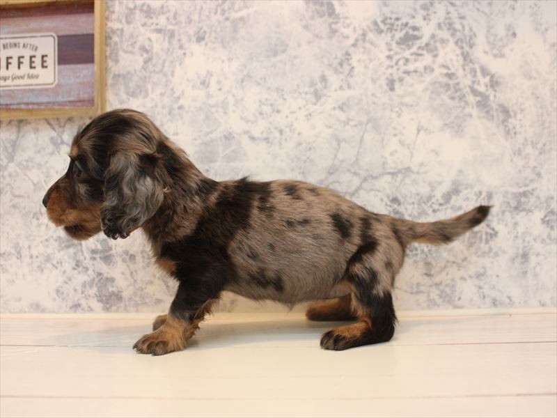 東京都のミニチュアダックスフンド(ロング) (ワンラブららぽーと立川立飛店/2025年10月19日生まれ/女の子/シルバーダップル)の子犬の3枚目の画像