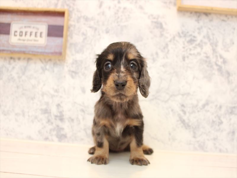 東京都のミニチュアダックスフンド(ロング) (ワンラブららぽーと立川立飛店/2025年10月19日生まれ/女の子/シルバーダップル)の子犬の2枚目の画像