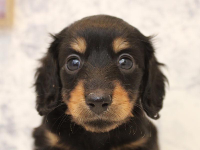 東京都のミニチュアダックスフンド(ロング) (ワンラブイーアス高尾店/2025年10月19日生まれ/女の子/ブラックタン)の子犬の1枚目の画像