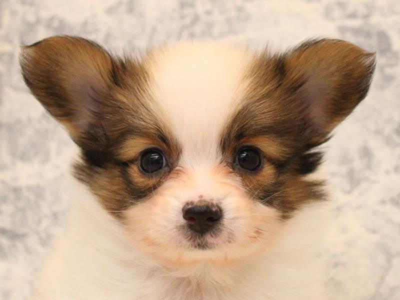 神奈川県のパピヨン (ワンラブLICOPA 川崎店/2025年10月19日生まれ/男の子/ホワイトブラウン)の子犬の1枚目の画像