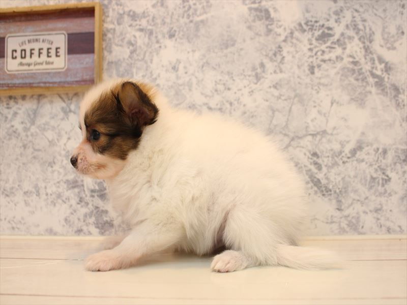 神奈川県のパピヨン (ワンラブLICOPA 川崎店/2025年10月19日生まれ/男の子/ホワイトブラウン)の子犬の3枚目の画像