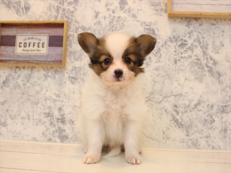 神奈川県のパピヨン (ワンラブLICOPA 川崎店/2025年10月19日生まれ/男の子/ホワイトブラウン)の子犬の2枚目の画像