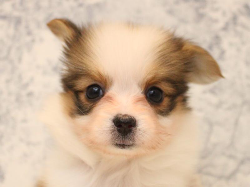 東京都のパピヨン (ワンラブららぽーと立川立飛店/2025年10月19日生まれ/女の子/ホワイトブラウン)の子犬の1枚目の画像