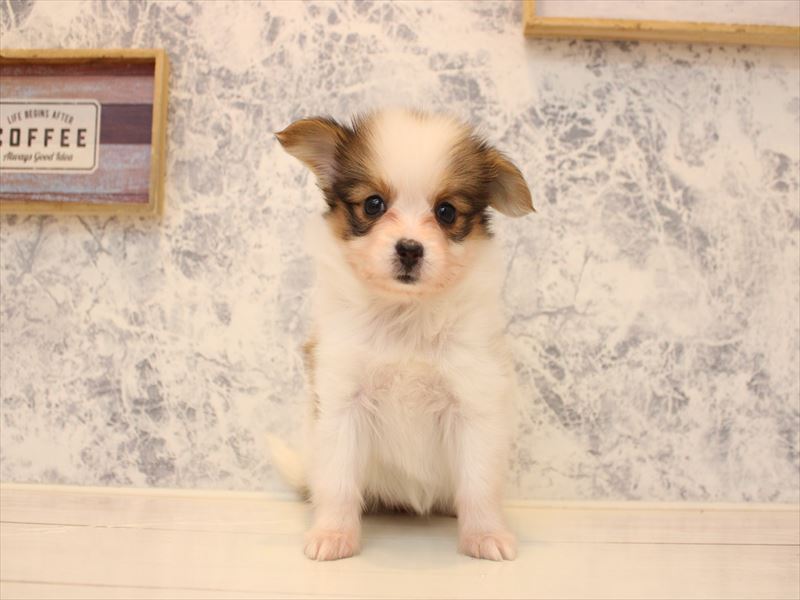 東京都のパピヨン (ワンラブららぽーと立川立飛店/2025年10月19日生まれ/女の子/ホワイトブラウン)の子犬の2枚目の画像