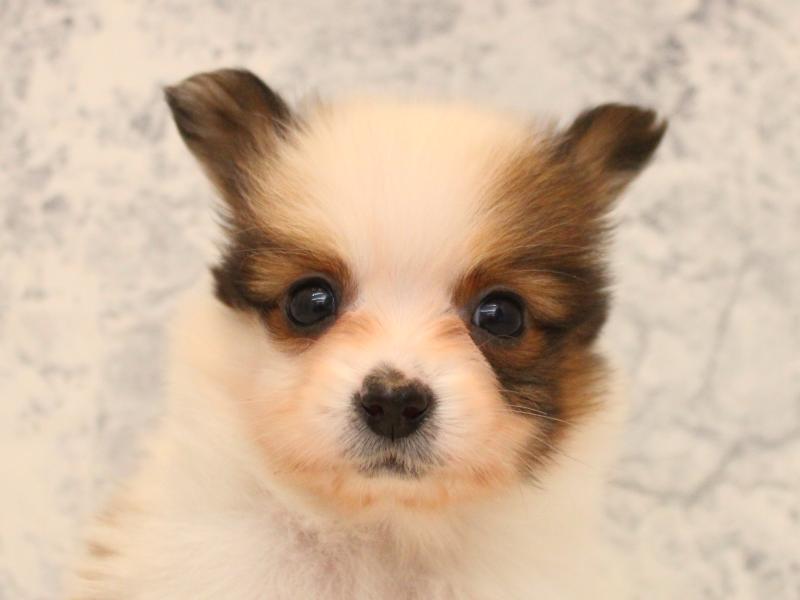 埼玉県のパピヨン (ワンラブ埼玉寄居店/2025年10月19日生まれ/男の子/ホワイトブラウン)の子犬の1枚目の画像